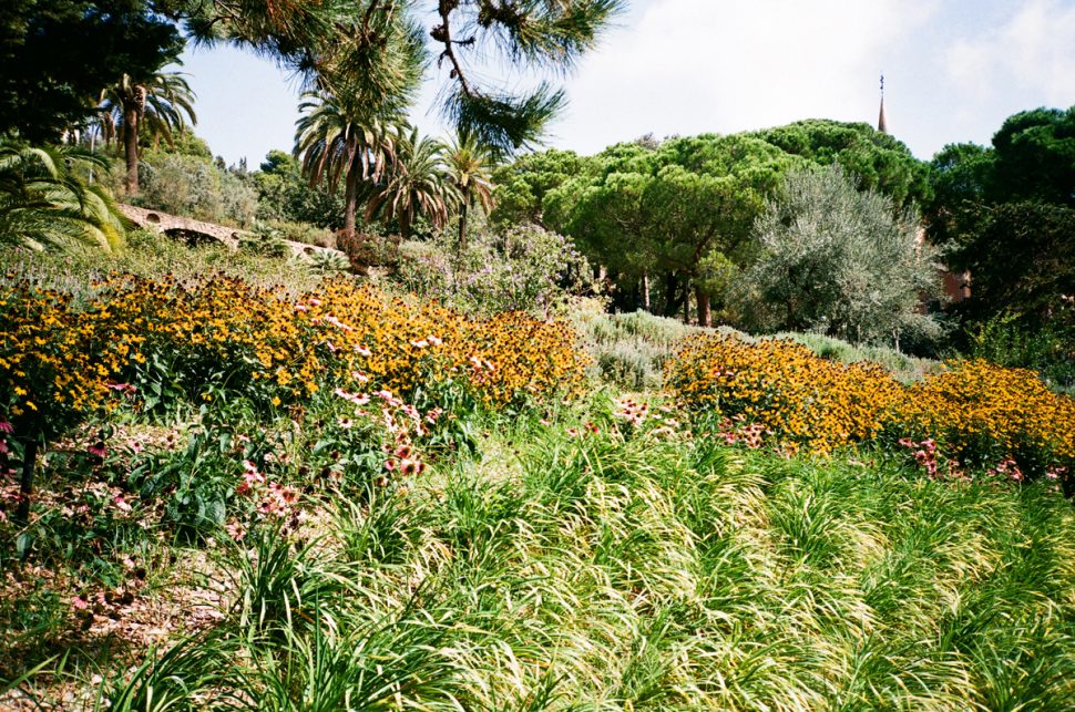 flowers at parc guell